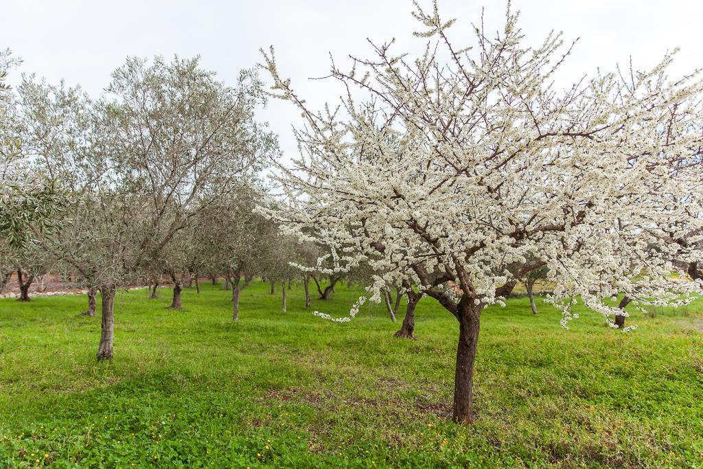 Villa Trulli Anna Cisternino Exterior foto